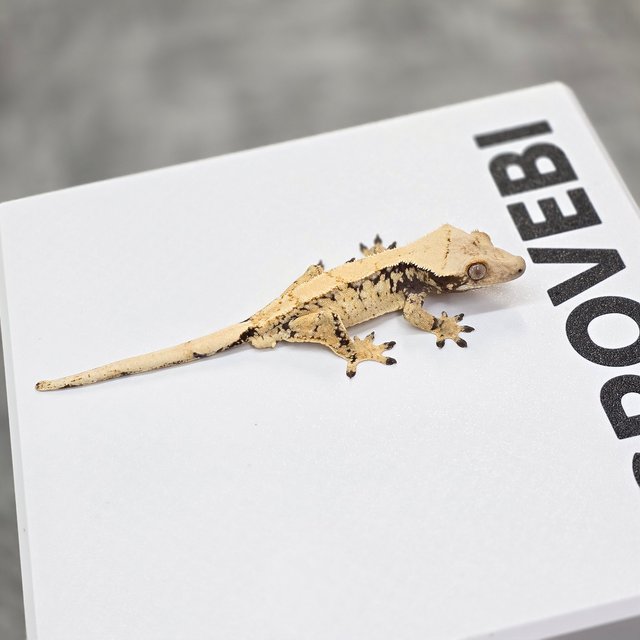 노멀 트라이 드리피