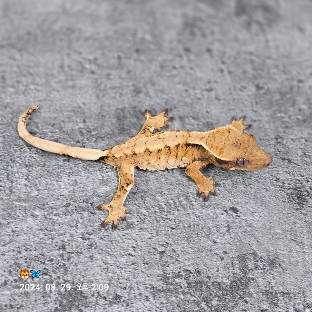 트라이 바브 드리피