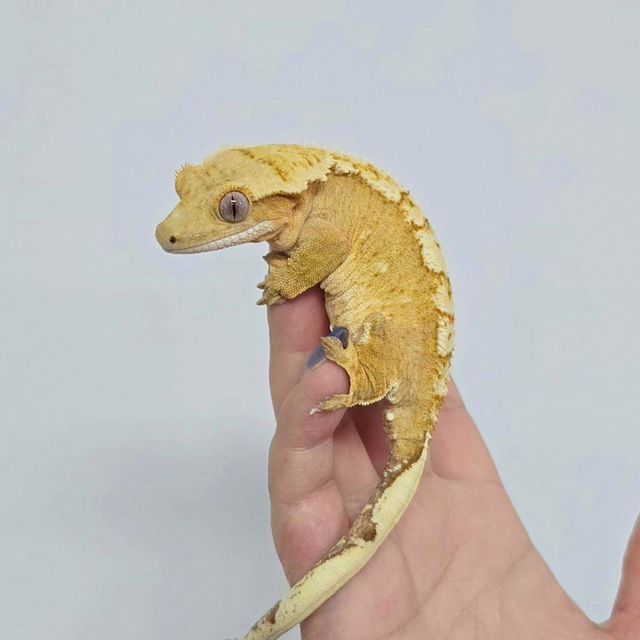 노멀 옐로우 크림시클 크림