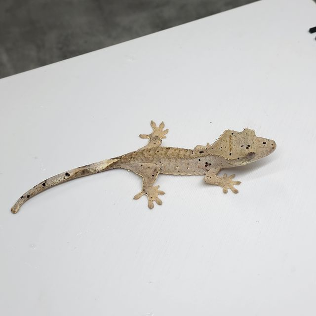 노멀 슈퍼달마시안 달마시안