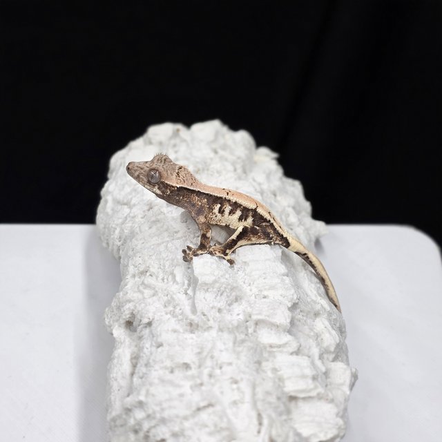 릴리 세이블 릴리화이트