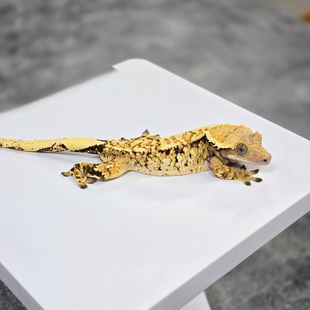 노멀 트라이 화이트스팟 익스트림할리퀸