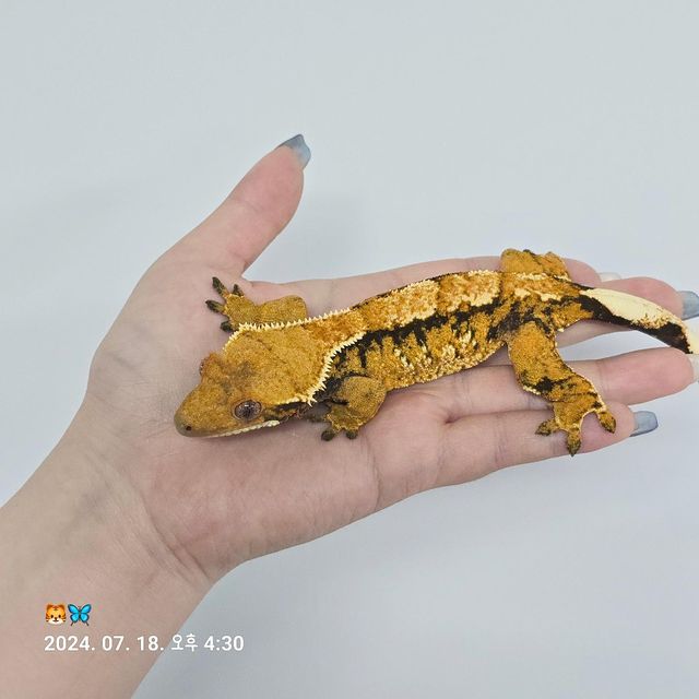 트라이 바브
