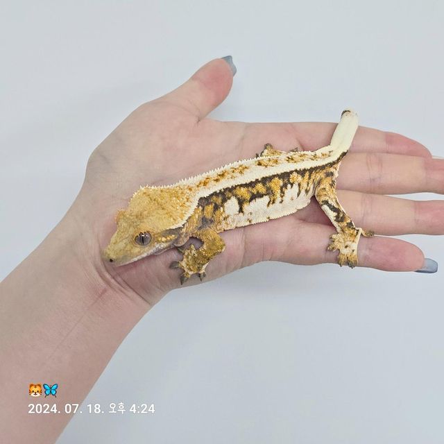 트라이 바브