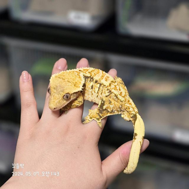 바브