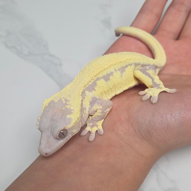 릴리 세이블 솔리드백