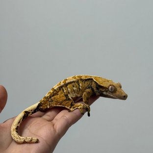 텐저린 트라이 익스트림할리퀸 화이트핀