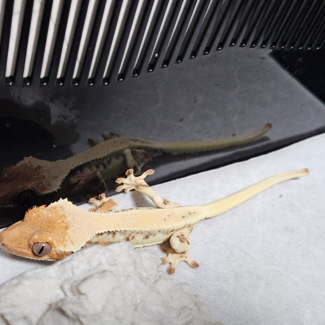 릴리 세이블 화이트스팟 솔리드백