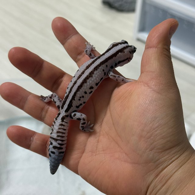 슈퍼 제로 화이트아웃 오레오