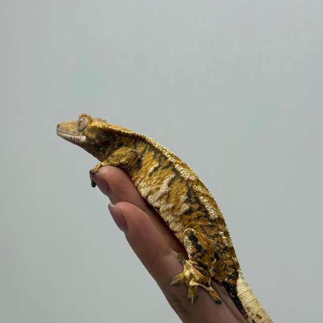 텐저린 트라이 익스트림할리퀸 화이트핀