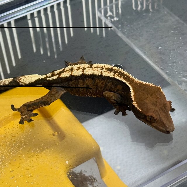 다크 텐저린 세이블 화이트포트홀