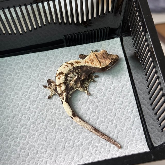 화이트스팟 카푸치노 화이트크라운 화이트핀