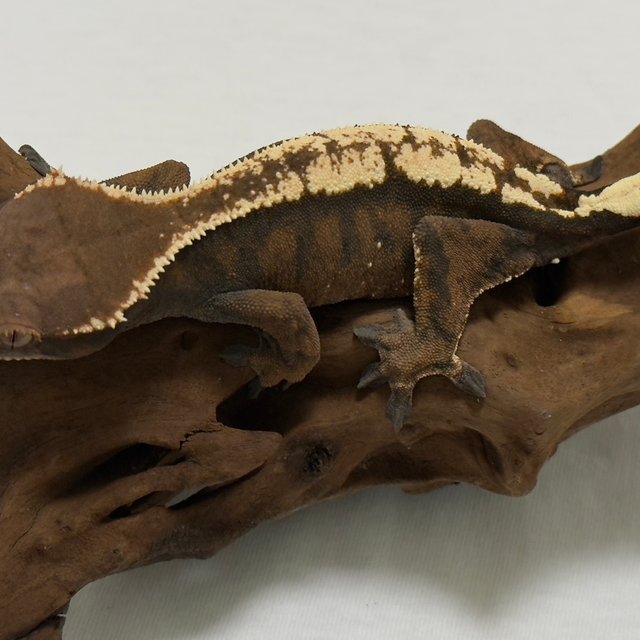 다크 텐저린 세이블 화이트포트홀