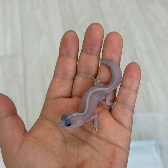 고스트 오레오 패턴리스