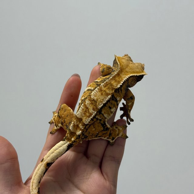 텐저린 트라이 익스트림할리퀸 화이트핀