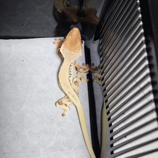 릴리 세이블 화이트스팟 솔리드백