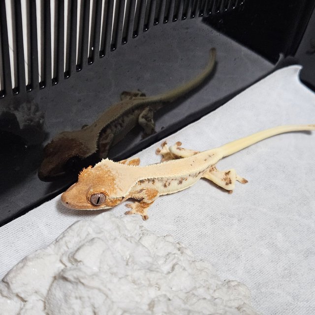 릴리 세이블 화이트스팟 솔리드백