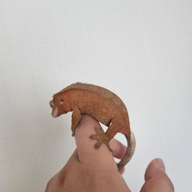 레드 바이 카푸치노
