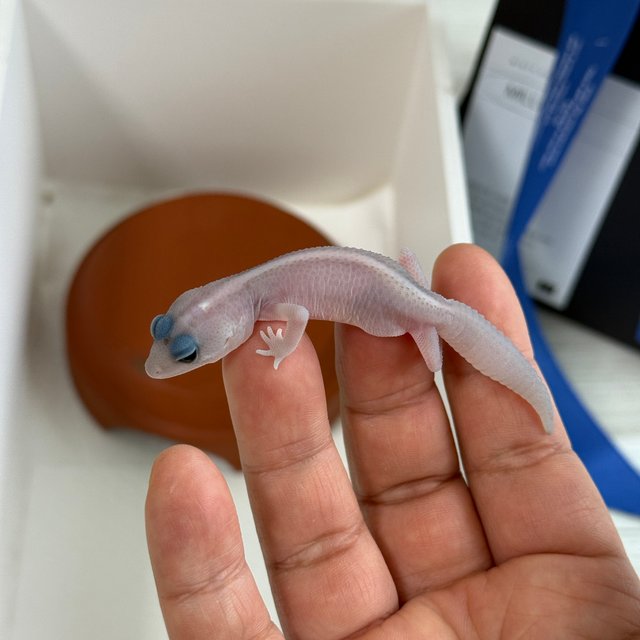 고스트 오레오 패턴리스