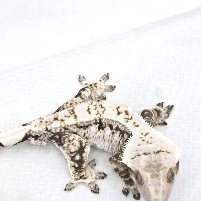 화이트스팟 카푸치노 화이트크라운 화이트핀