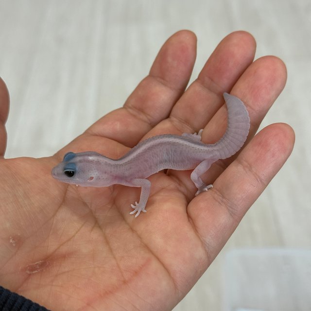 고스트 오레오 패턴리스