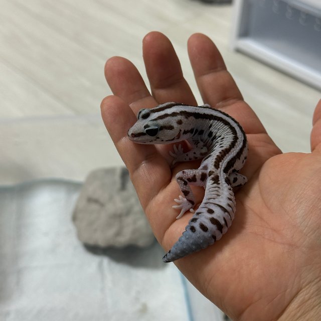 슈퍼 제로 화이트아웃 오레오