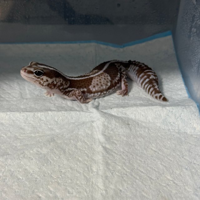 오레오 헷 줄루