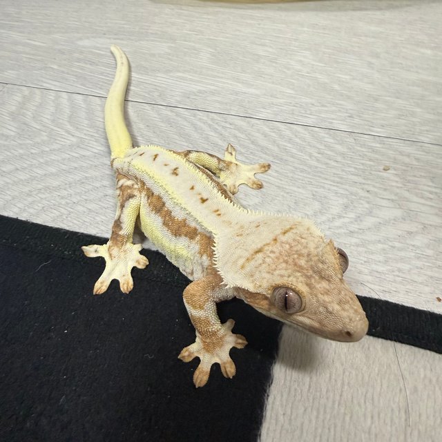 릴리100%헷아잔틱