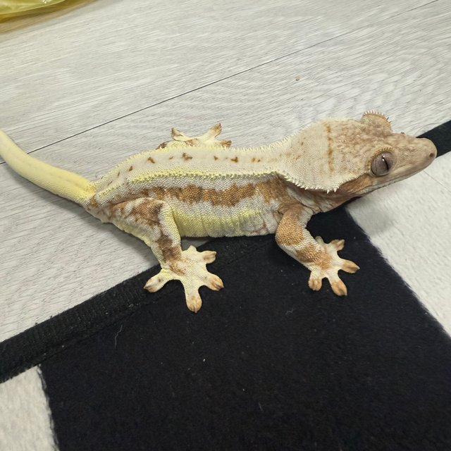 릴리100%헷아잔틱