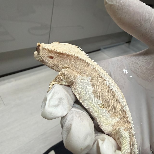 릴리100%헷아잔틱