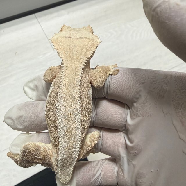 릴리100%헷아잔틱