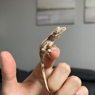 행복이