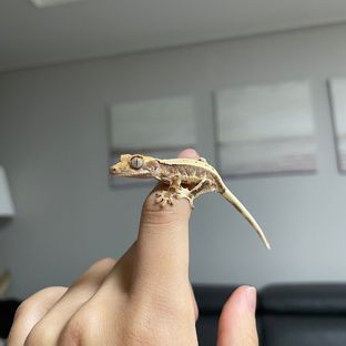행운이