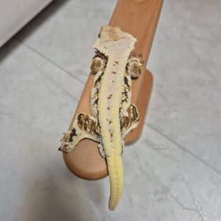 릴리화이트 익스트림할리퀸 다크