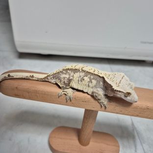 노멀 트라이 레드 익스트림할리퀸