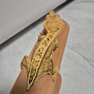 노멀 풀핀 달마시안 쿼드 옐로우
