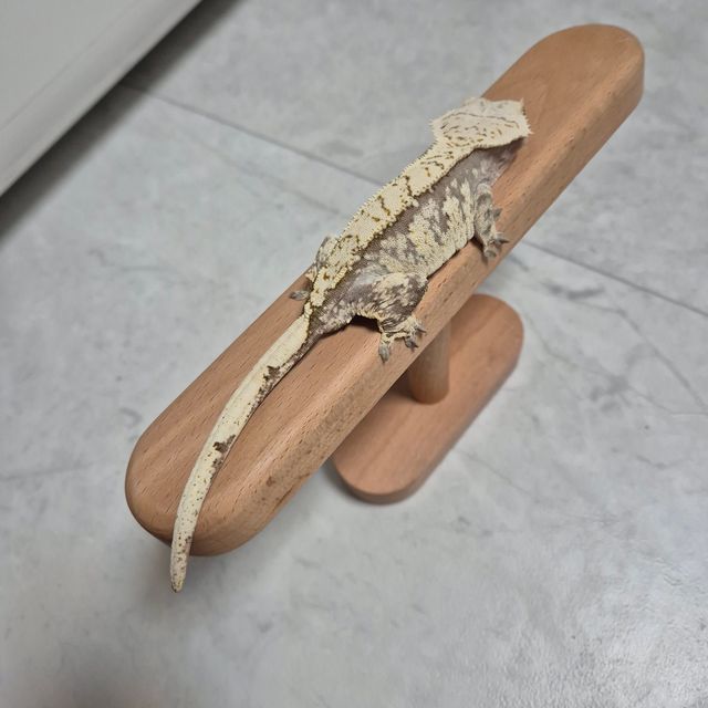 노멀 트라이 레드 익스트림할리퀸