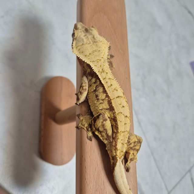 노멀 레드 옐로우 할리퀸