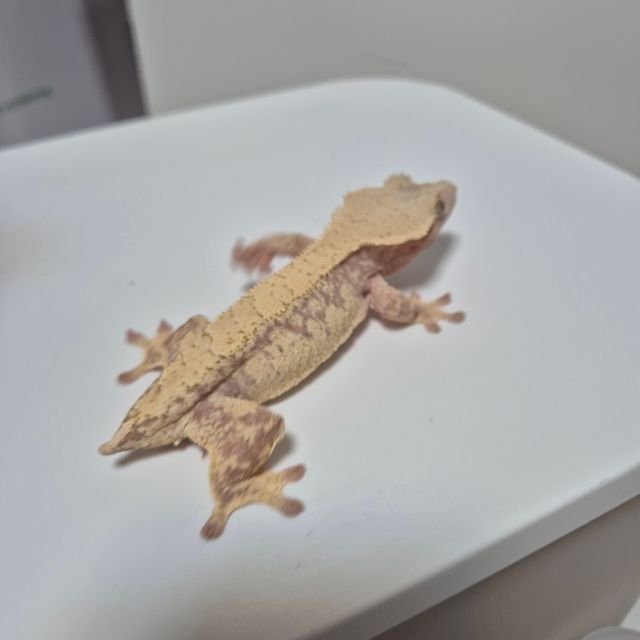 노멀 레드