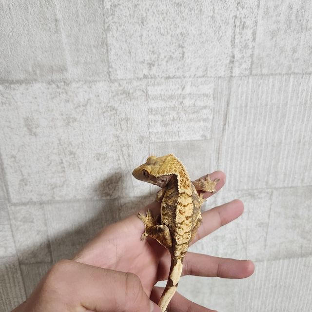 트라이