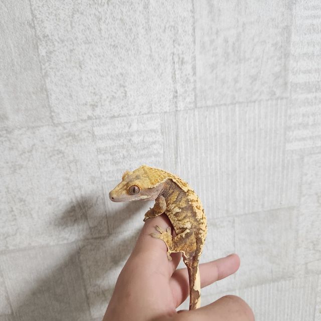 트라이