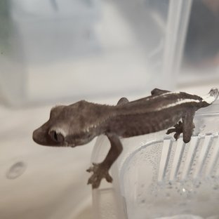 아잔틱