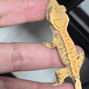 트라이 익스트림할리퀸