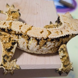 트라이 익스트림할리퀸