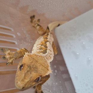 트라이 익스트림할리퀸