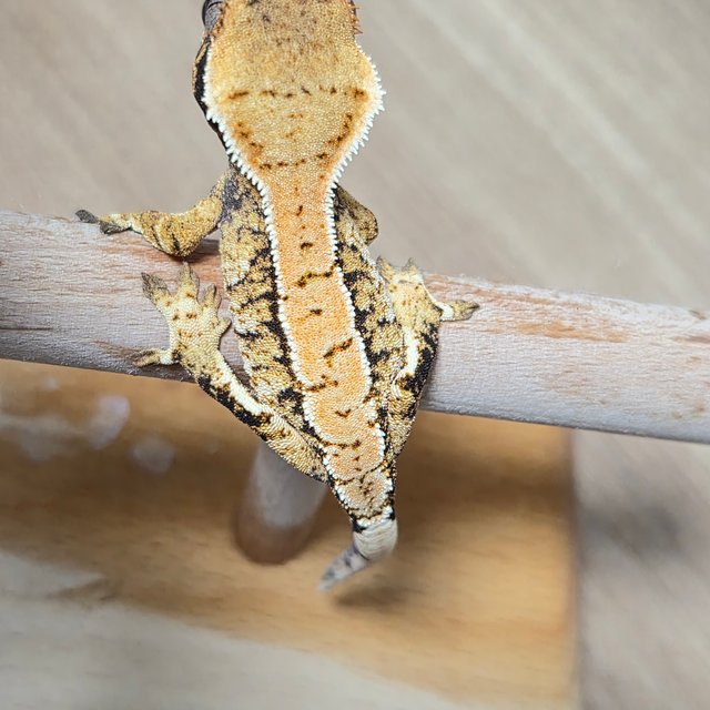 트라이 익스트림할리퀸