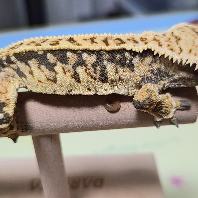 트라이 핀스트라이프