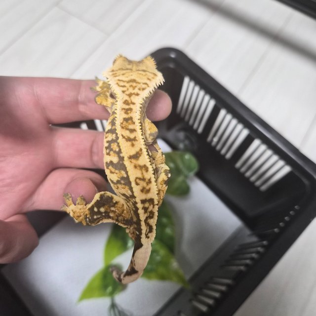 트라이 핀스트라이프