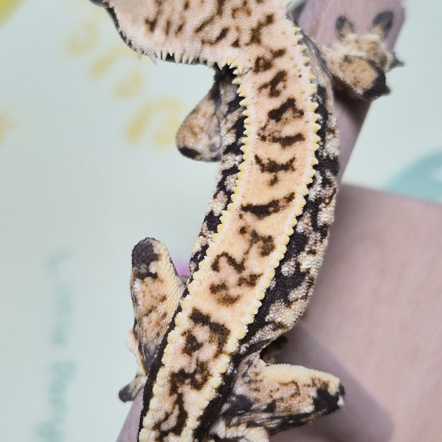 트라이 핀스트라이프