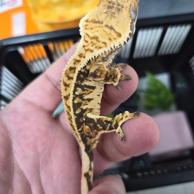 트라이 핀스트라이프